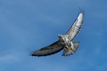 UK common buzzard
