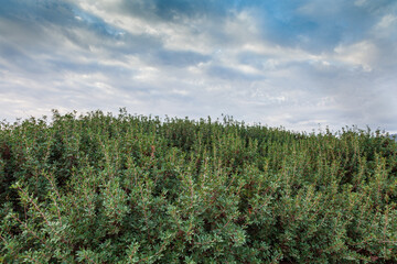 Nature landscape consisting of bushes. Bushes with blue sky