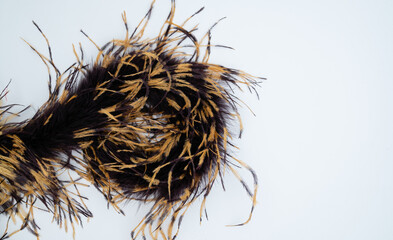 Black and yellow feather boa on white background.