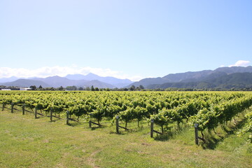 Fototapeta na wymiar Vineyard in the Marlborough region on the South Island of New Zealand.