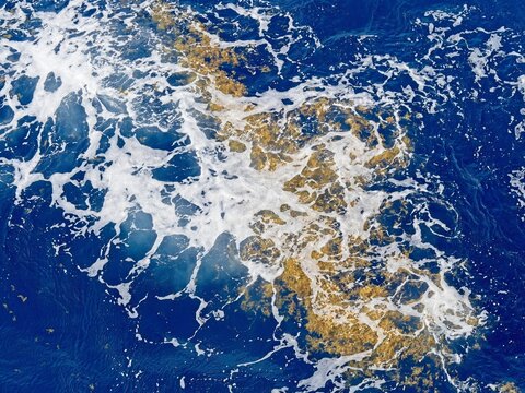 ocean with sargassum algae