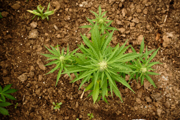 planting marijuana outdoors in the u.s.