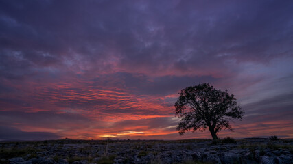a firey sunrise over a lone Ash Tree, Malham