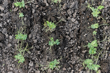 rows of ecologically clean shoots of young peas