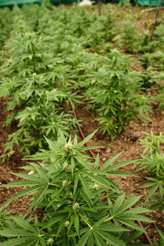 planting marijuana outdoors in the u.s.