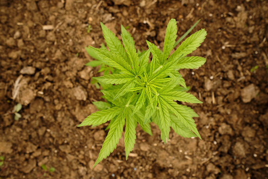 planting marijuana outdoors in the u.s.