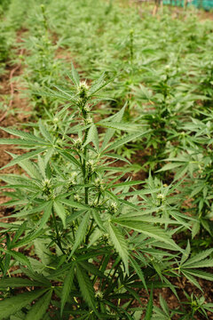 planting marijuana outdoors in the u.s.