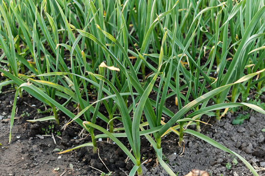 rows of organic onions, garlic and leeks