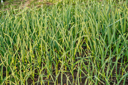 rows of organic onions, garlic and leeks