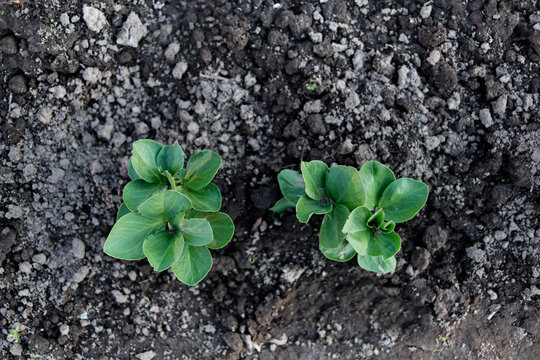 rows of organic onions, garlic and leeks