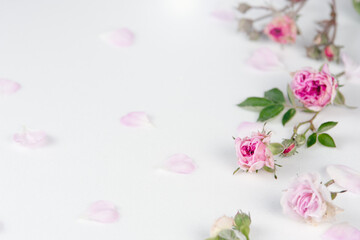 Bright white background with fresh pink roses and delicate petal