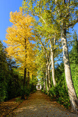 Obraz premium Boboli Gardens within the Pitti palace in Florence in autumn.