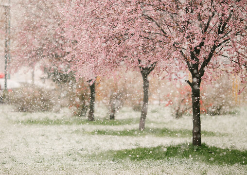 Snow falling on a spring blossom trees