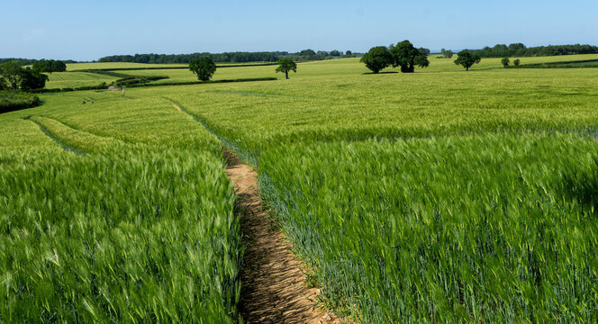 Barley fields ,Barley grain is used for flour, barley bread, barley beer, some whiskeys, some vodkas, and animal fodder