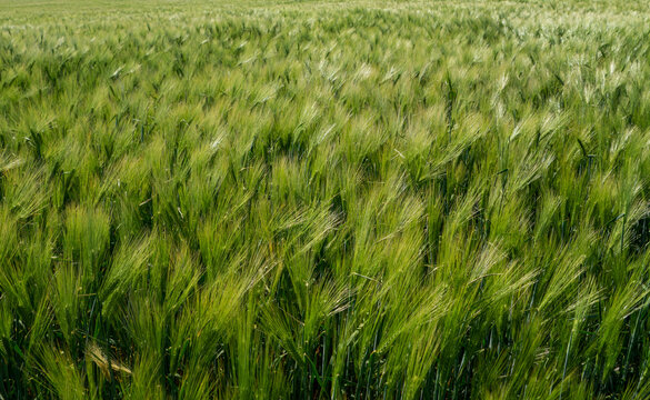 Barley fields ,Barley grain is used for flour, barley bread, barley beer, some whiskeys, some vodkas, and animal fodder
