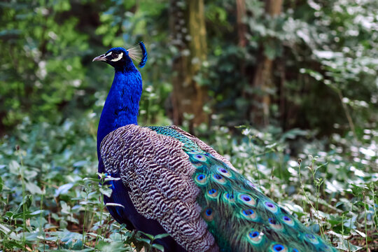 A peacock in the park - Powered by Adobe