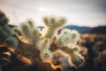 A cactus in the desert of California, Joshua Tree National Park