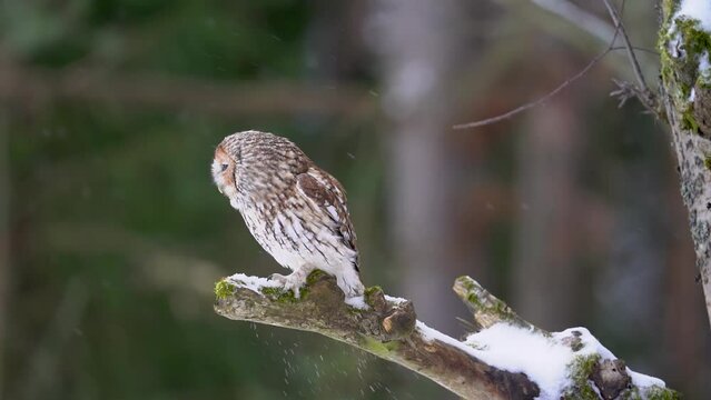 Tawny owl touch down tree branch with snow in slow motion. Small brown owl landing in winter forest. Bird landing in european wildlife nature. Strix aluco.