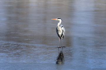 ardea cinerea