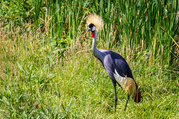 African Grey Crowned Crane