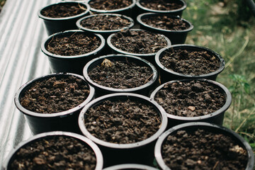 Planting seeds in the garden.The seeds in my hand against the soil.