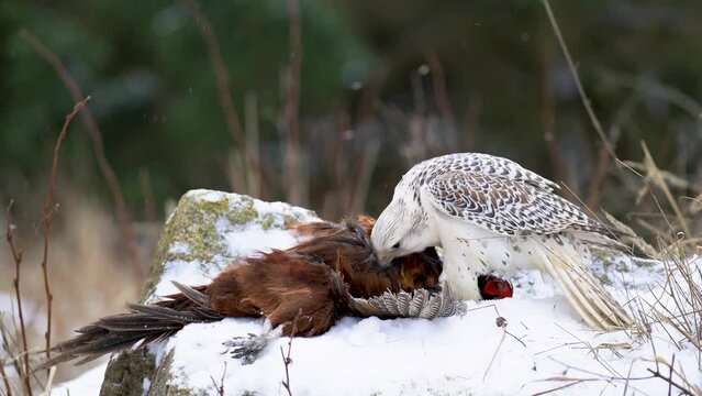 Gyrfalcon plucking a hunted common pheasant on the snowy ground. Bird with his pray on snowy rock. Wire feathers from hunted down bird.