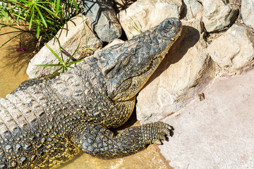 Crocodile on the shore basking in the sun, close-up