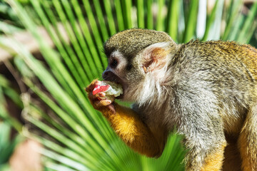 Obraz premium Little monkey eats fruit, close-up