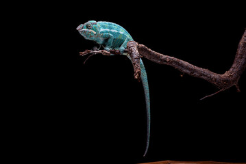 furcifer pardalis nosy  be