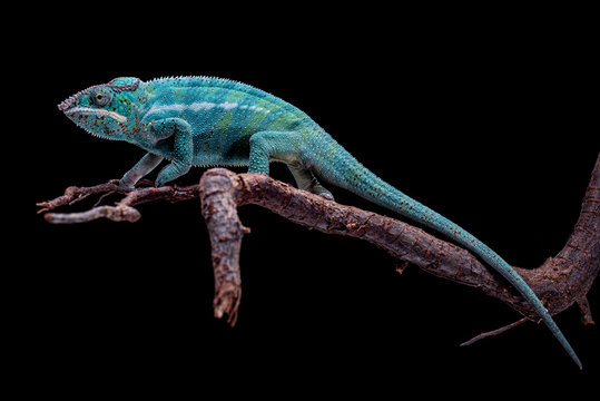 furcifer pardalis nosy  be