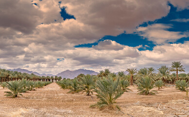 Plantation of date palms for healthy and GMO free food production. Date palm is iconic ancient...