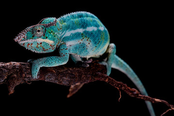 furcifer pardalis nosy  be