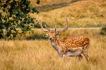 Chital deer in the open