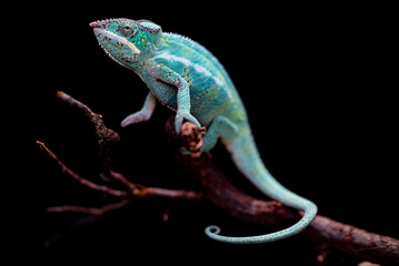 furcifer pardalis nosy  be