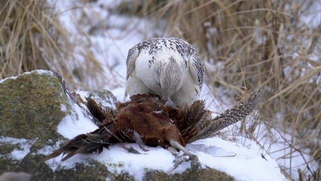 Gyrfalcon plucking a hunted common pheasant on the snowy ground. Bird with his pray from a front view on snowy rock in the yellow grass around.