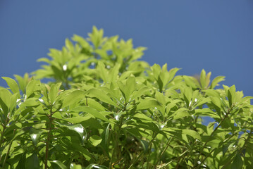 若葉　新緑