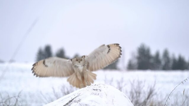 Siberian Eagle Owl flying from background to foreground and landing down to rock with snow. Slow motion landing touch down with widely spread wings in the cold winter. Animal winther theme