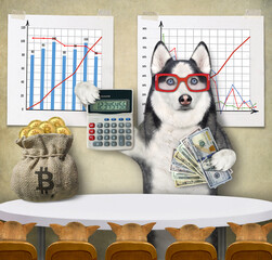 Dog husky teaches how to make money - 570537700