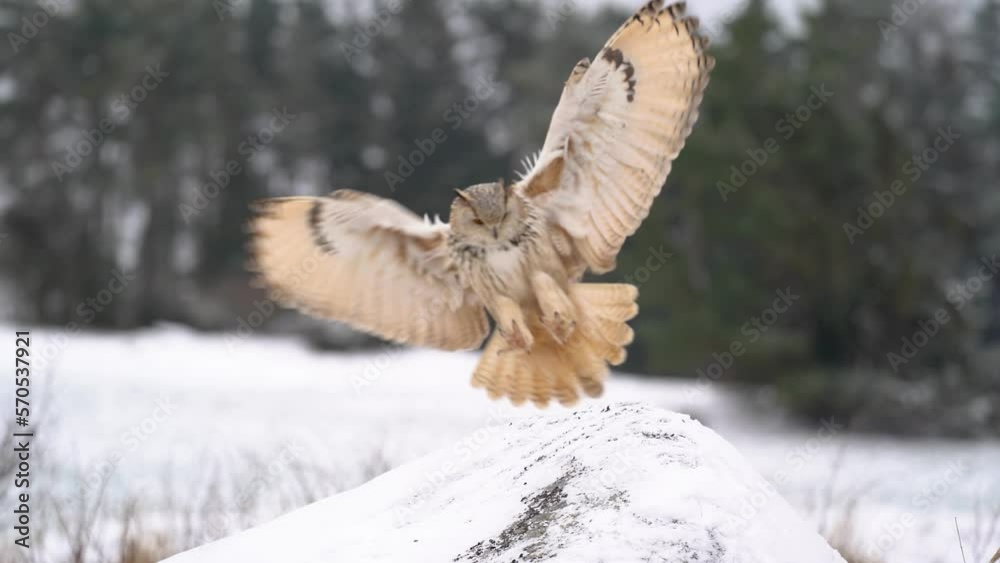 Poster siberian eagle owl landing on the snowy rock with winter forest in background. slow motion arrival o
