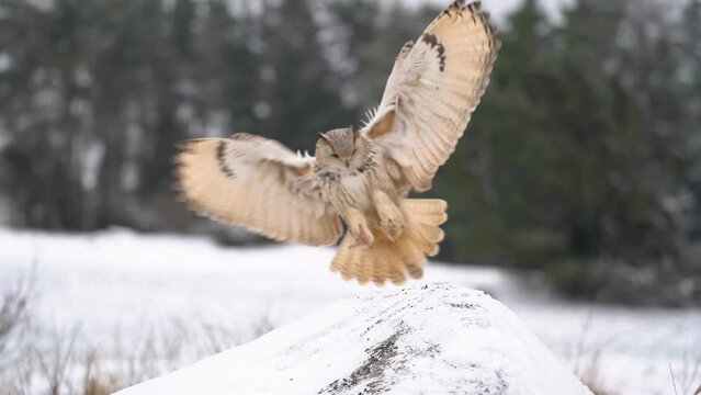 Siberian Eagle Owl landing on the snowy rock with winter forest in background. Slow motion arrival of the big bird of pray to the ground. Winter animal theme scene.