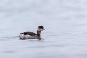 water bird looking for food to feed in the sea, Little Grebe, Tachybaptus ruficollis
