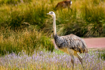 Emu in the open