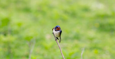 little bird on the branch looks around, Barn Swallow, Hirundo rustica