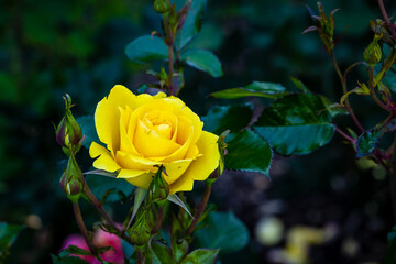 Fragrant Rose in Full Blossom