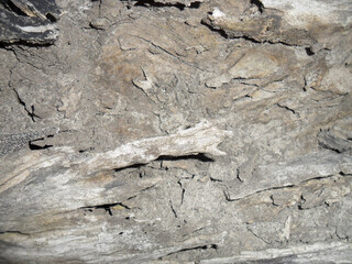 Hi-resolution tree texture background