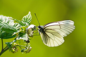 Fototapeta na wymiar white butterfly on a flower