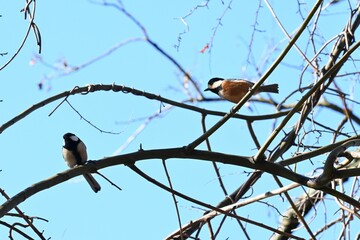 A varied tit. Passerifornes Paridae.
It is an omnivore and eats insects and nuts on trees by holding them with its feet. It is a smart and friendly wild bird.