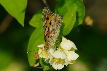 butterfly on a flower