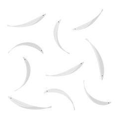 Vector illustration of whitebait from various angles.