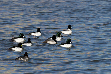 Flock of common goldeneye (Bucephala clangula) and greater scaup (Aythya marila) on the river